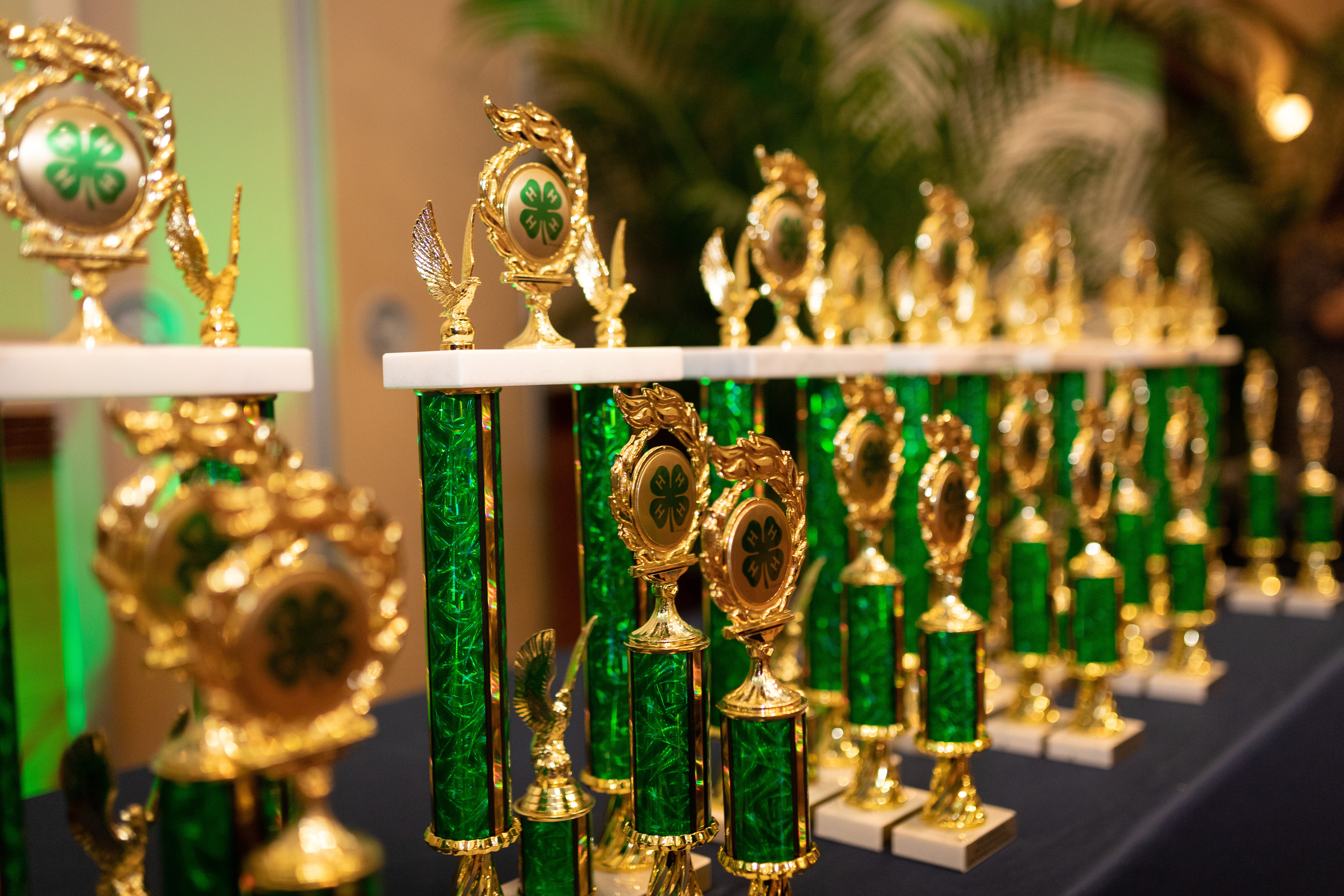 Picture of trophies sitting on a table