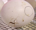 hatching egg