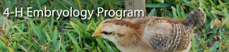 Florida 4-H Embryology Program