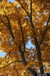 whick-color
