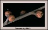 myrtle-oak-acorns