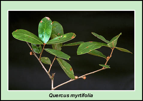 myrtle-oak-full