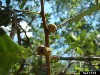  spoak-acorns