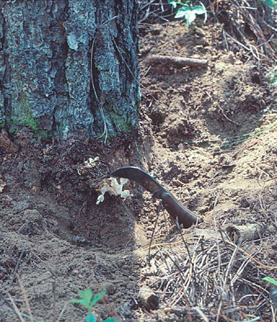 Conk growing just below the soil surface