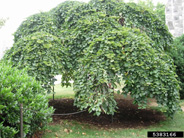 A cluster of branches on a Camperdown elm