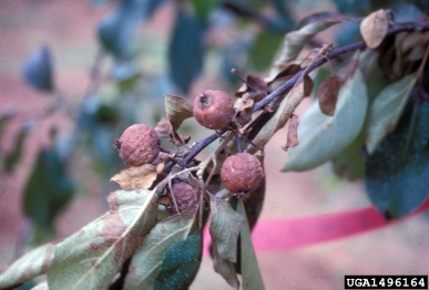 Fireblight on apple