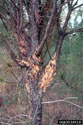 Tree with galls on multiple branches