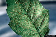Infected oak leaf with telia