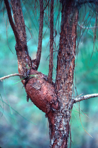Fusiform rust gall