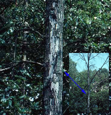 Hypoxylon canker on bark