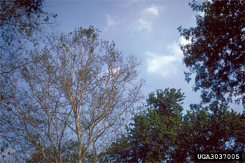 Sycamore anthracnose defoliation