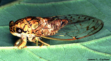 cicada