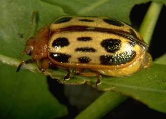 Cottonwood Leaf Beetle damage