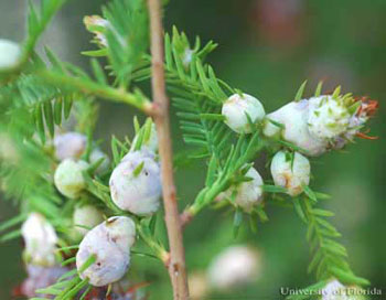 Cypress twig gall midge