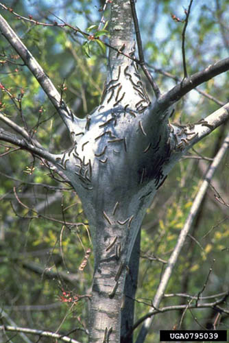 eastern tent caterpillar