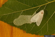 Adult fall webworm and eggs