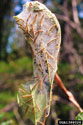 Web formed by fall webworm on black cherry 