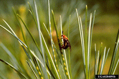 Female red-headed sawfly laying eggs