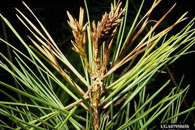 Needle damage from the Nantucket pine tip moth