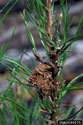 Frass and webbing in pine tree