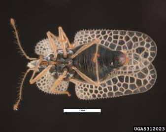 Adult sycamore lacebug