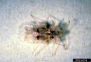 Adult sycamore lacebug