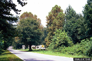 Affected sycamore trees
