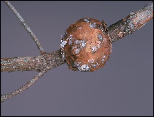 Gall on the branch of a tree