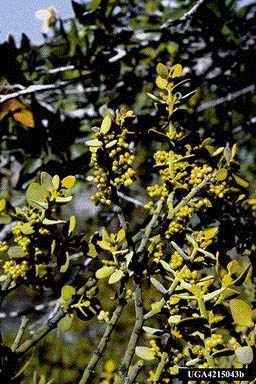 Leafy mistletoe with green fruits