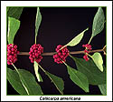 Fruit clusters in the leaf axils