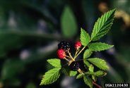 Leaves and fruits of northern dewberry