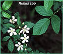 Leaves and flowers of blackberry