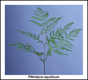 Single bracken fern frond