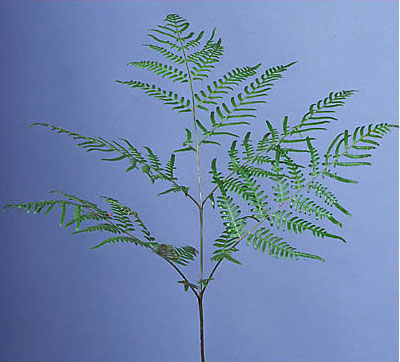 Braken Fern frond