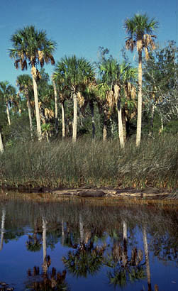 cabbage palm