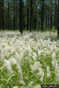 Cogongrass infestation in a forest