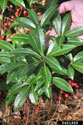 Coral ardisia Foliage and fruits in February