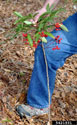 Coral ardisia Plant showing the typical height