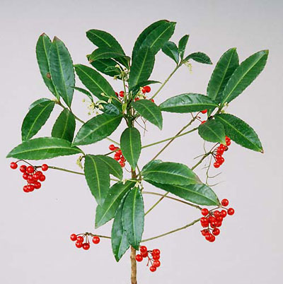 Coral ardisia landing page