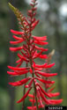coralbean - The showy inflorescence