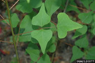 Trifoliolate leaf showing the alternate leaf arrangement