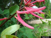 Close-up of the individual flowers