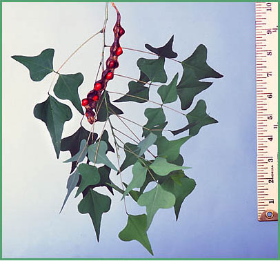 Coralbean