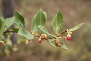 Stem with leaves and flowers