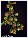 Fetterbush Developing fruits