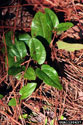 Sarsaparilla vine