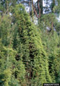 Japanese Climbing Fern infestation small