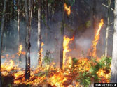 Fire as a control - Japanese Climbing Fern