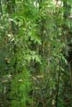 Japanese Climbing Fern foliage