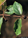 Japanese honeysuckle - Opposite leaves and mature fruits